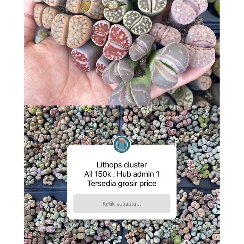 lithops cluster