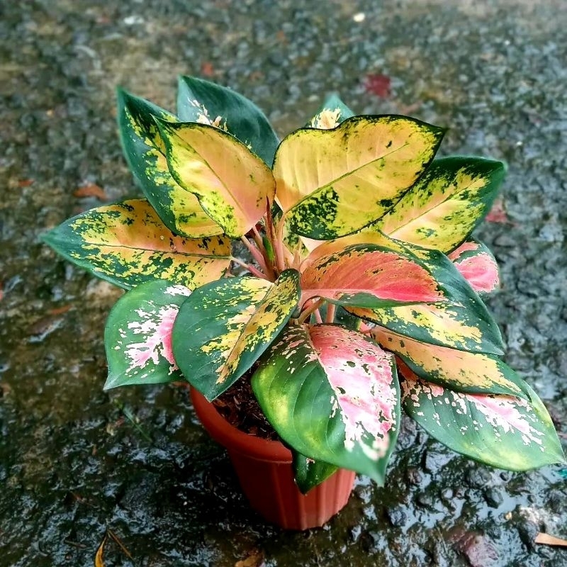 Aglonema Kochin Paramruai Tanaman Hias Bunga Aglaonema Murah Merah BUKAN bonggol bibit - tanaman hia