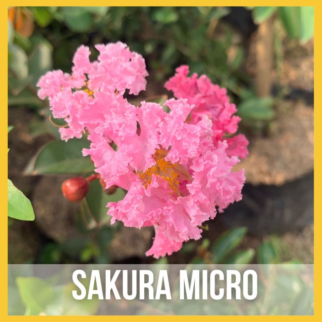 Bibit Bunga Sakura Micro Pohon Hidup/ Malpighia Glabra