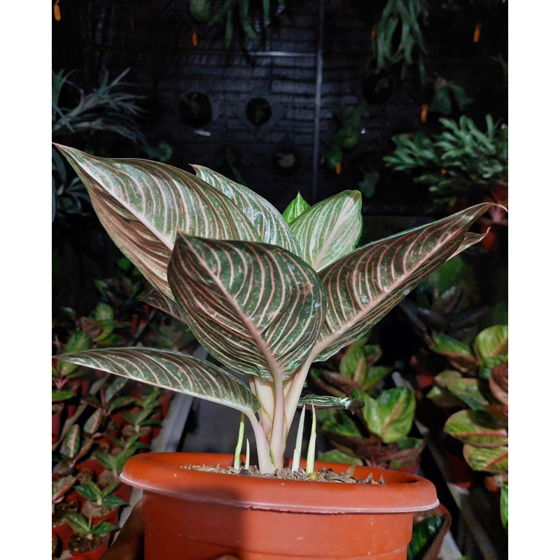 media tanam aglonema fermentasi siap pakai