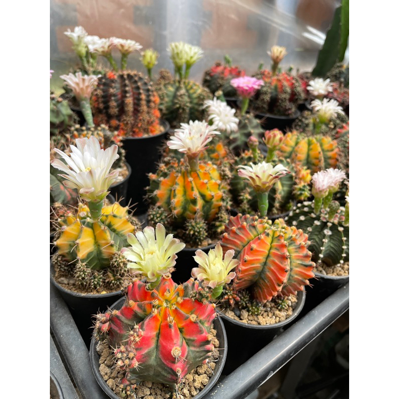 Biji kaktus gymnocalycium mix seed 150 pcs dari indukan variegata - Takacacti