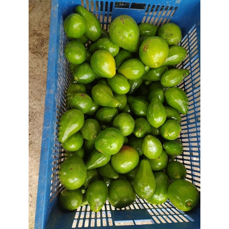 

Alpukat / Apukat / Buah Alpukat /Avocado Mentah 1 Kg