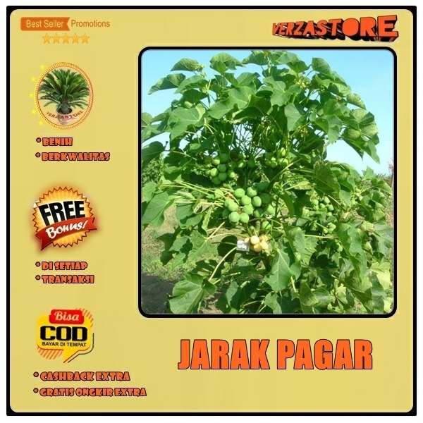 biji benih tanaman herbal jarak pagar /5 biji