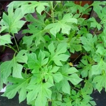 

Daun insulin atau kipahit segar / 500 gram