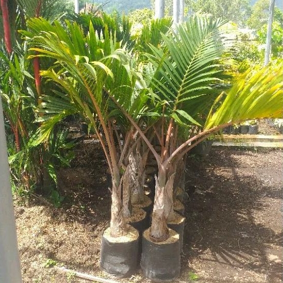 Tanaman Palem Botol Batang Sudah Besar Tinggi 1,5meter Up