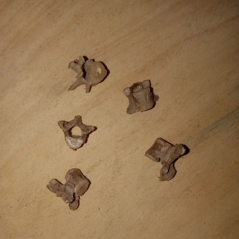 tulang Kukang punggung asli