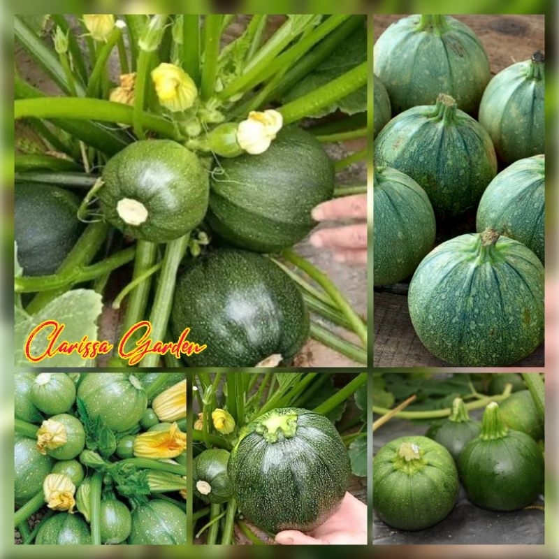 3 BUTIR BIJI/BENIH ZUCCHINI HIJAU BULAT
