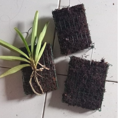 media tanam anggrek - papan cocofiber mos hitam - media tanam anggrek tempel