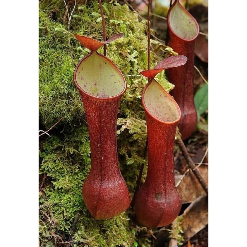 Kantong Semar Nepenthes Reinwardtiana Red (Tanaman Karnivora/Tavor KANTONG RIMBUN WARNA MERAH MERONA