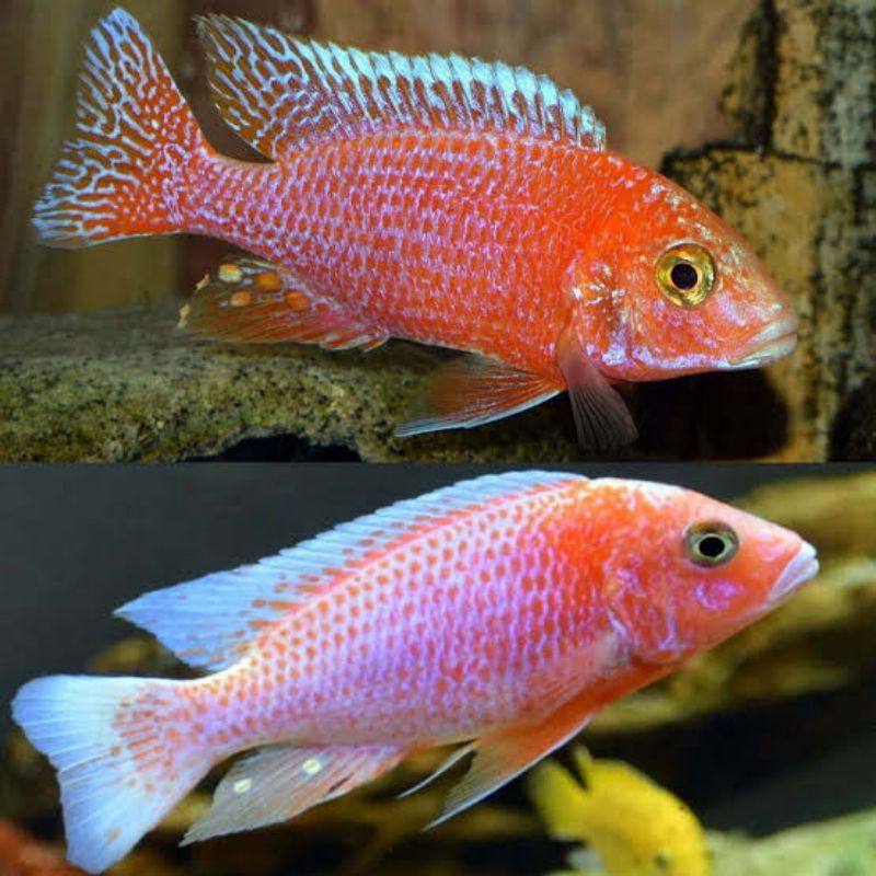 Dragon Blood Cichlid | Dragon Blood | Cichlid Afrika | Cichlid | Aulonocara