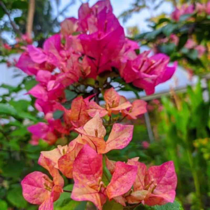 Stek Bougenville import Arjuna (perbatang)