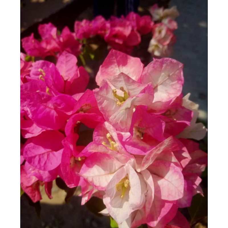 Stek Bougenville import Ramvina (perbatang)