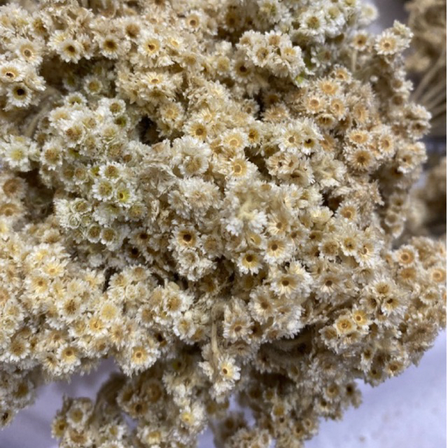 50gr Dried Bleach Edelweis Flower / Bunga Edelweis Kering / Dried Flower Florist Bunga Edelweiss Ker
