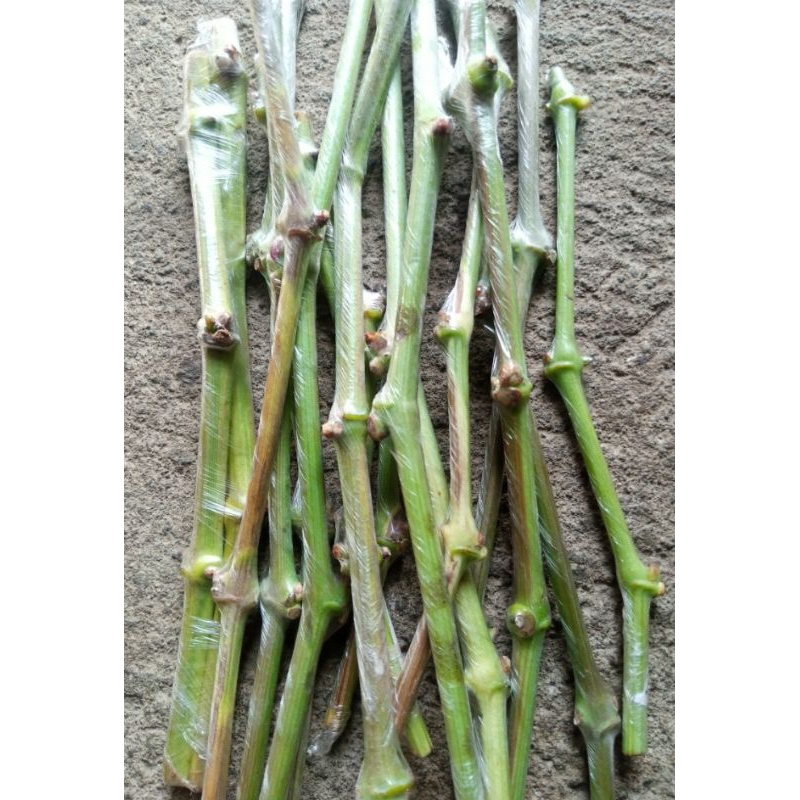 PAKET ENTRES ANGGUR IMPORT 23 VARIAN, BISA PILIH / REQUEST