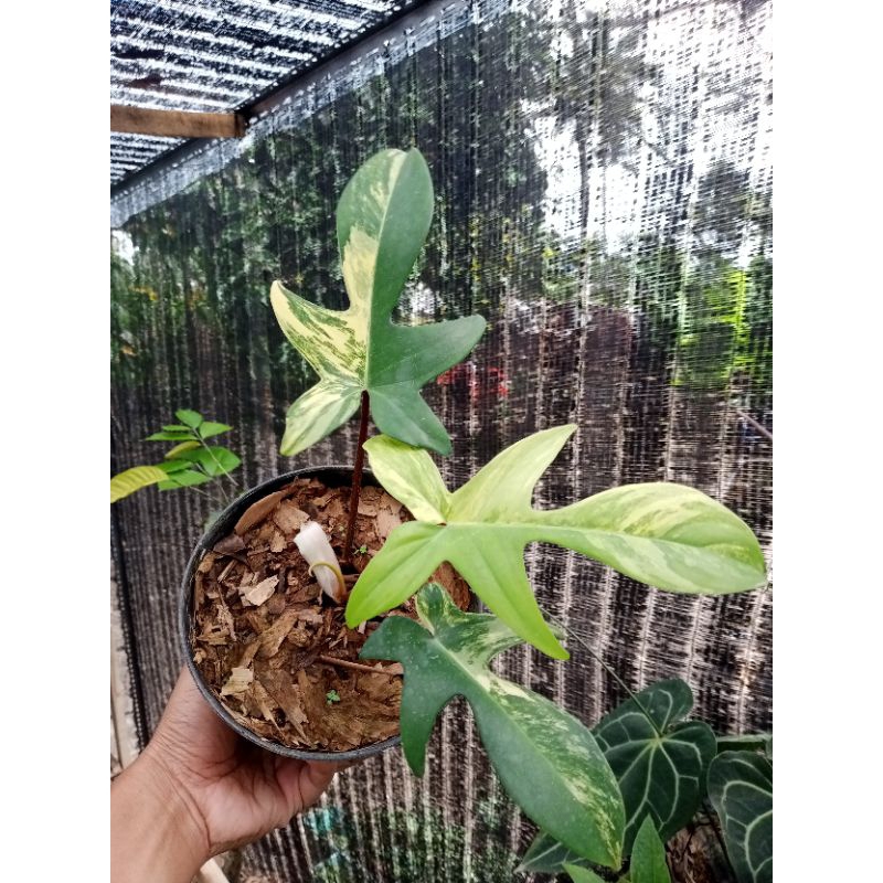 Philo flobe, Florida beauty var