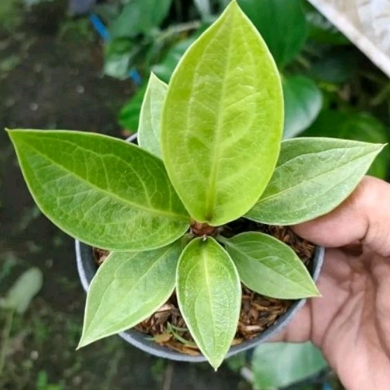 Anthurium Jemani Mangkok Mewah Ukuran Remaja