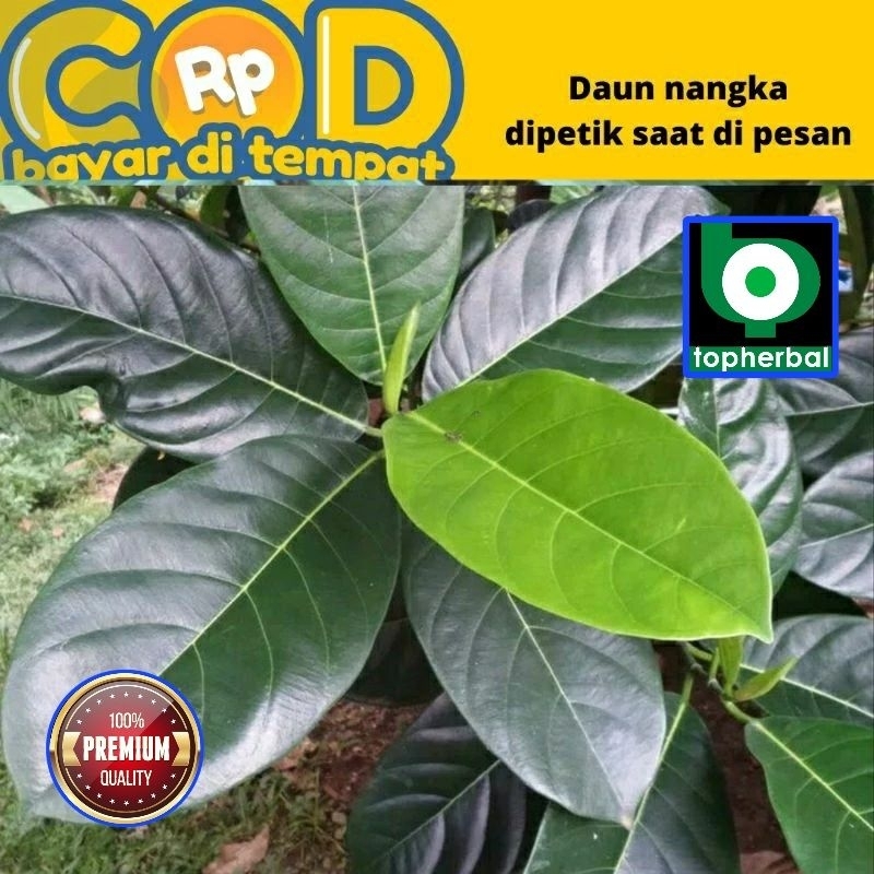 

Daun Nangka Fresh/Segar Organik 500 Gram