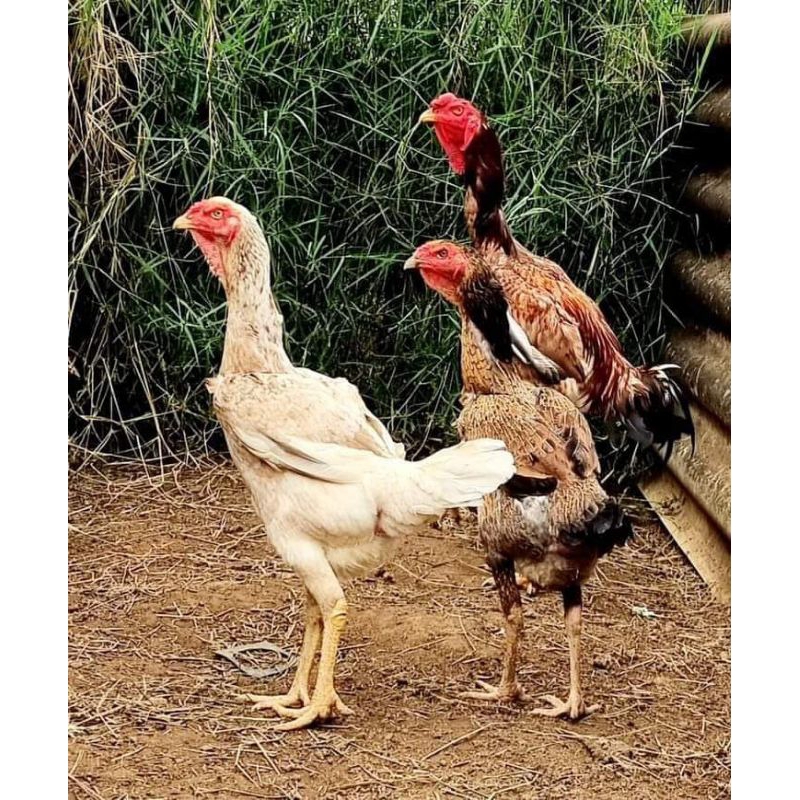 

TELUR TETAS AYAM INDIO GIGANTE FERTIL/MIN ORDER 5BUTIR.