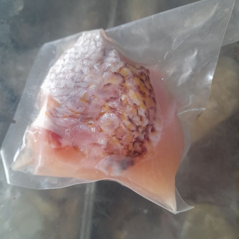 amisan krapu kerapu merah