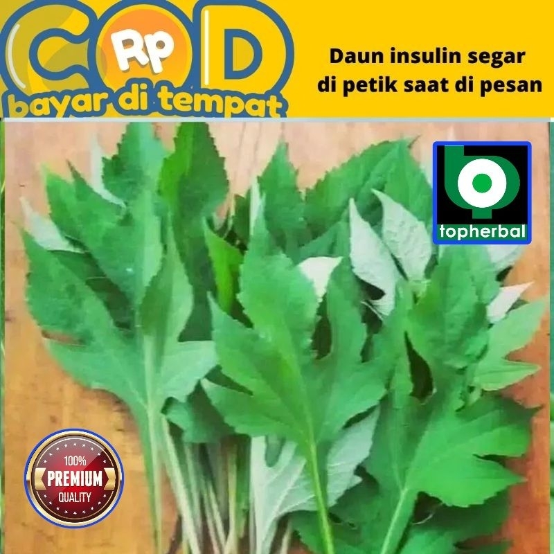 

Daun Insulin Segar/Fresh Organik 500 Gram