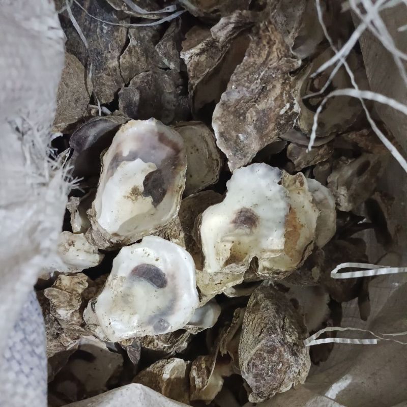 Media Filter Kolam Penstabil PH Kolam Koi Oyster Cangkang Kerang Oister (1 kg)