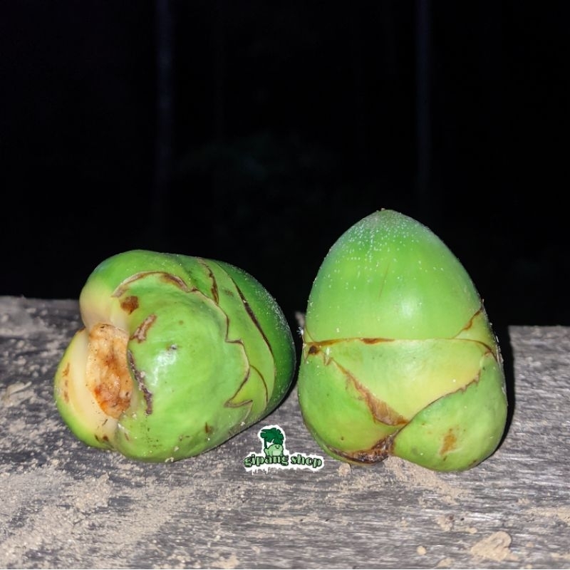 

BLULUK FRESH BUAH KELAPA KECIL BELULUK