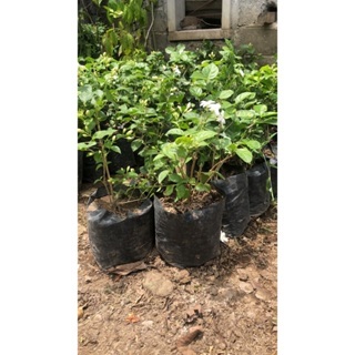 BARU BIBIT BUNGA MELATI/BIBITBUNGA/BIBIT BUNGA MELATI BERKUALITAS