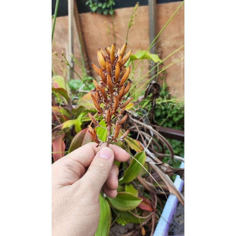 Biji Benih Seed Kantong Semar (Nepenthes)