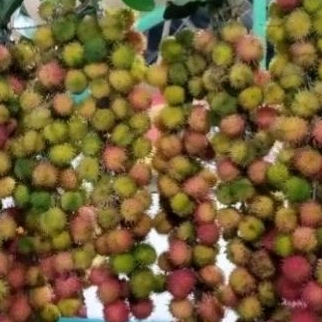 

Rambutan Rapiah Segar Super Manis Melotok Buah Buahan Bandung.