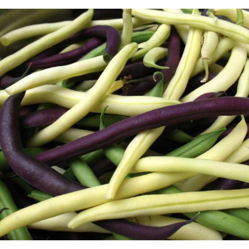 

trilogy mix bush beans