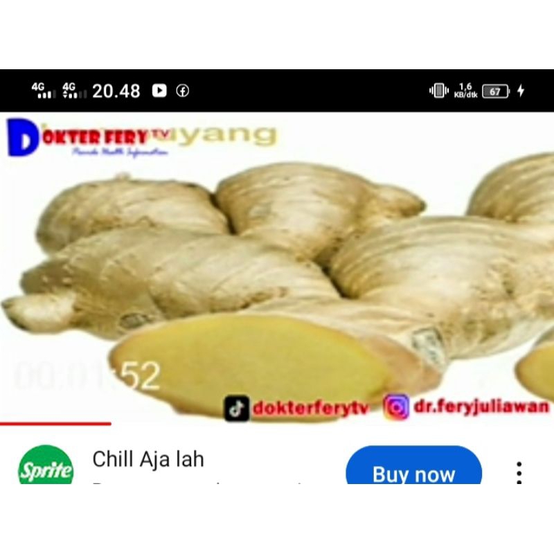 

Lempuyang segar herbal 1 kg