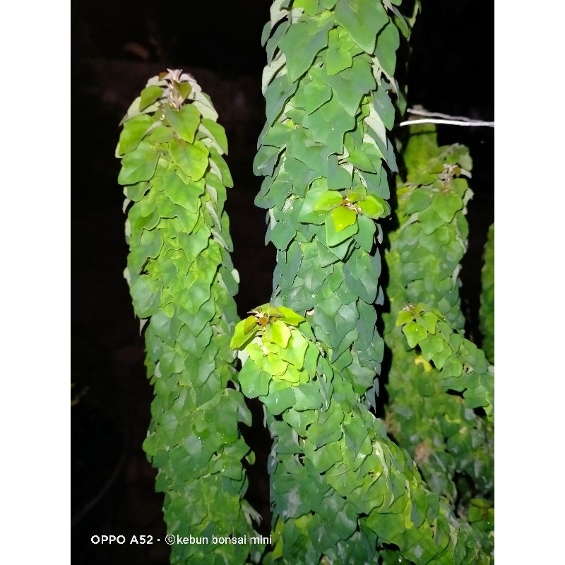 Wareng Bintang Kompakta (Wareng India/Ekor Tupai)