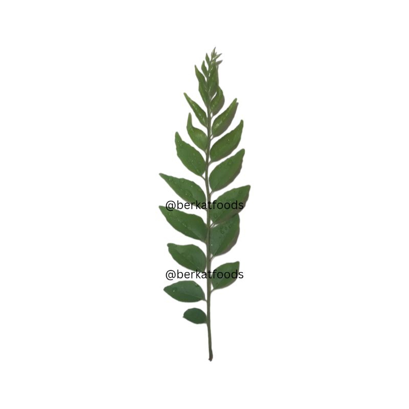 

Daun Kari / Salam Koja / Curry Patta Per Tangkai Fresh