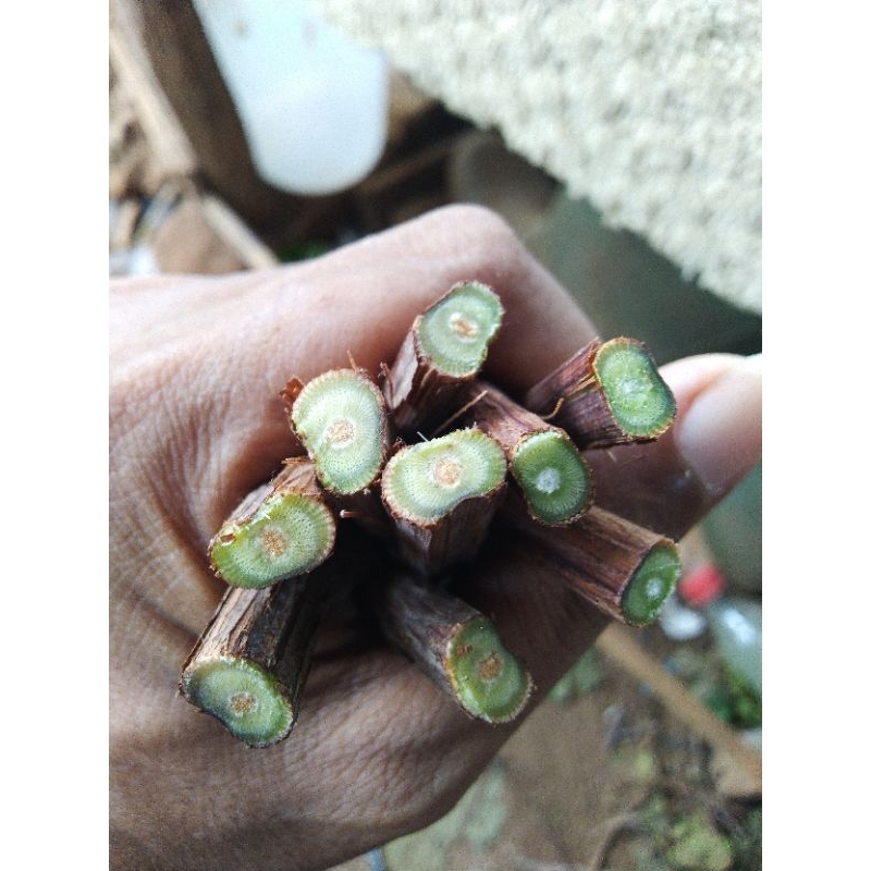 Cutting Anggur Untuk  RS CN (criolla negra) harga per Cutting