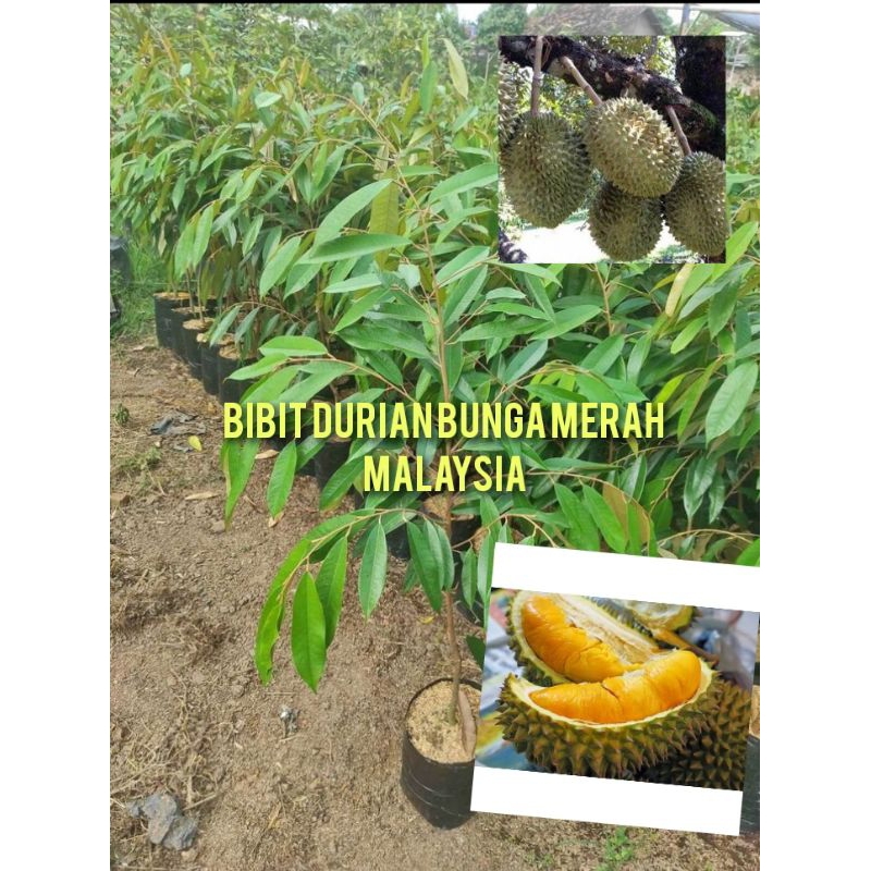 Bibit durian bunga merah malaysia