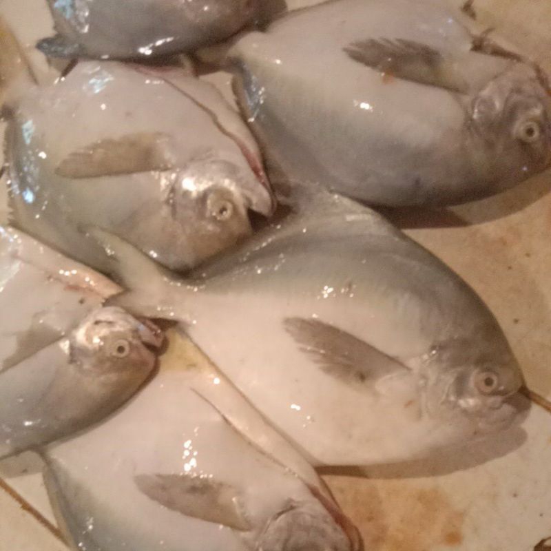 

ikan bawal putih besar segar