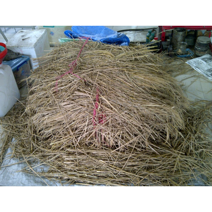 Jerami Padi/ Rice Straw/ Jerami Padi Sarang Ayam/Jerami Padi Sarang Burung/ Jerami Padi Sarang Bebek