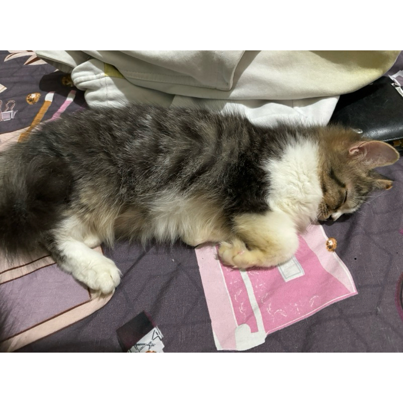 kitten persia jantan