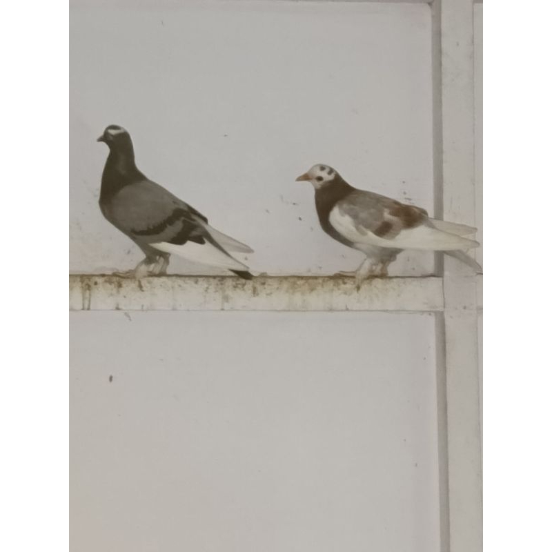 sepsang merpati blantong jembros