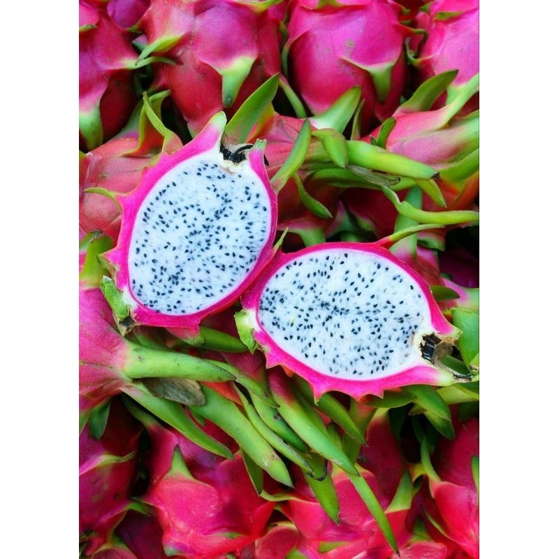 

buah naga putih 23/kg