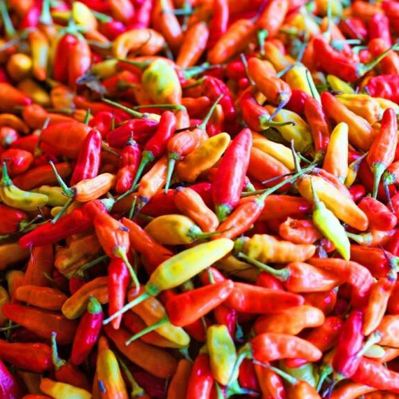 

RPHD356 Free Ongkir Cabe Cabai Rawit Merah 5 gr