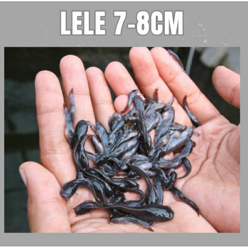 Bibit Ikan Lele 8-9cm Paket 1000 ekor