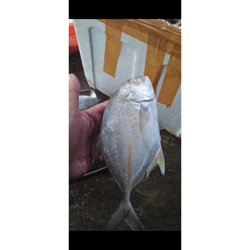 

IKAN KUWE 1KG ISI 4-5-6 EKOR