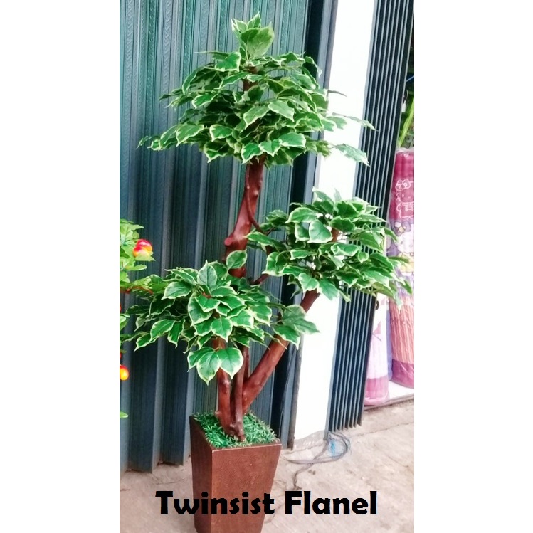 Pohon Bonsai Sinfu Plastik Artificial Palsu 170Cm/Hiasan Sudut Ruangan/Bunga Hias Plastik/Dekorasi