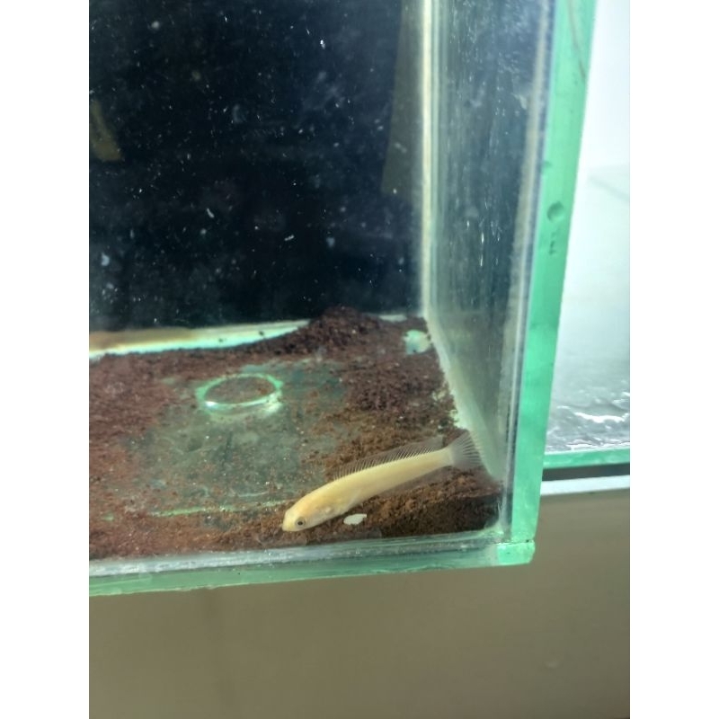 limbata golden xantic 5 cm