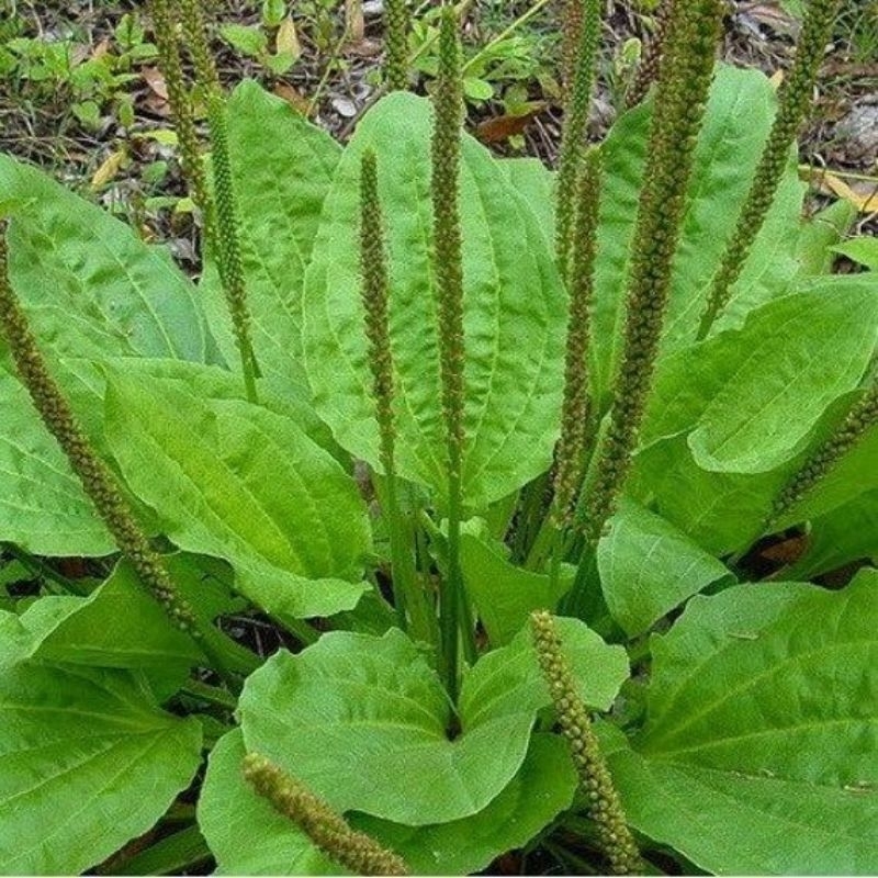 

Jual Ki urat segar atau daun sendok 300grm murah obat herbal