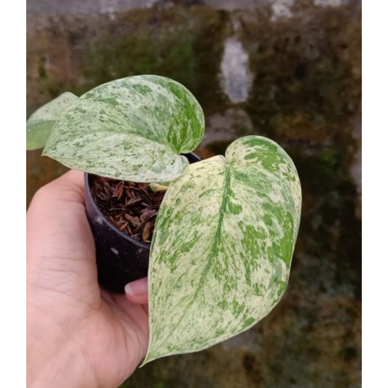 Scindapsus marble queen (Dijamin ORI)