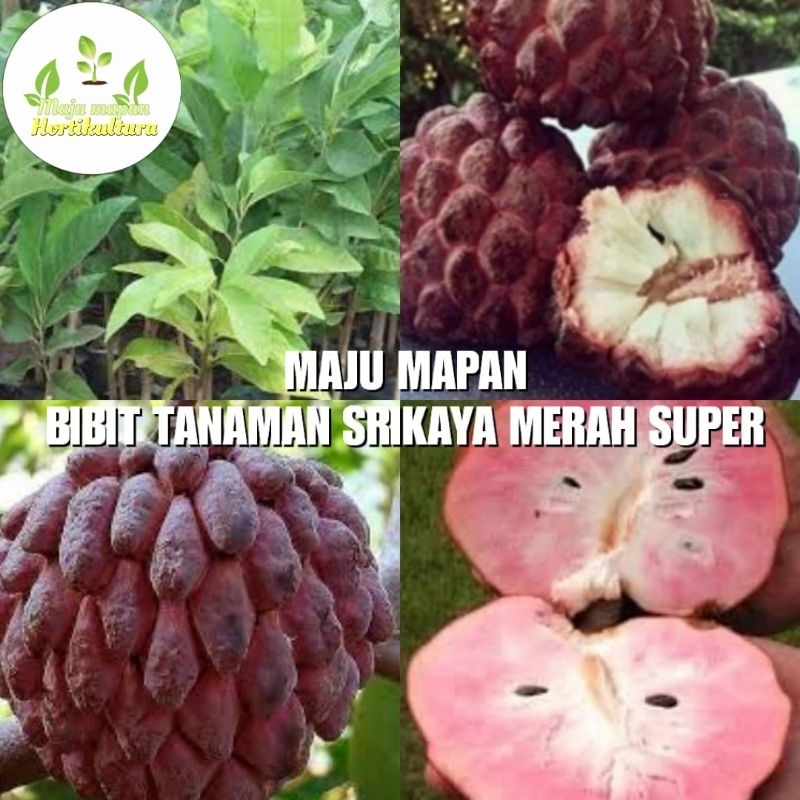 BIBIT SRIKAYA MERAH SUPER