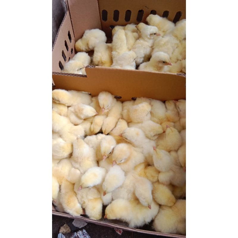 doc broiler / bibit pedaging umur 1 2 3 hari