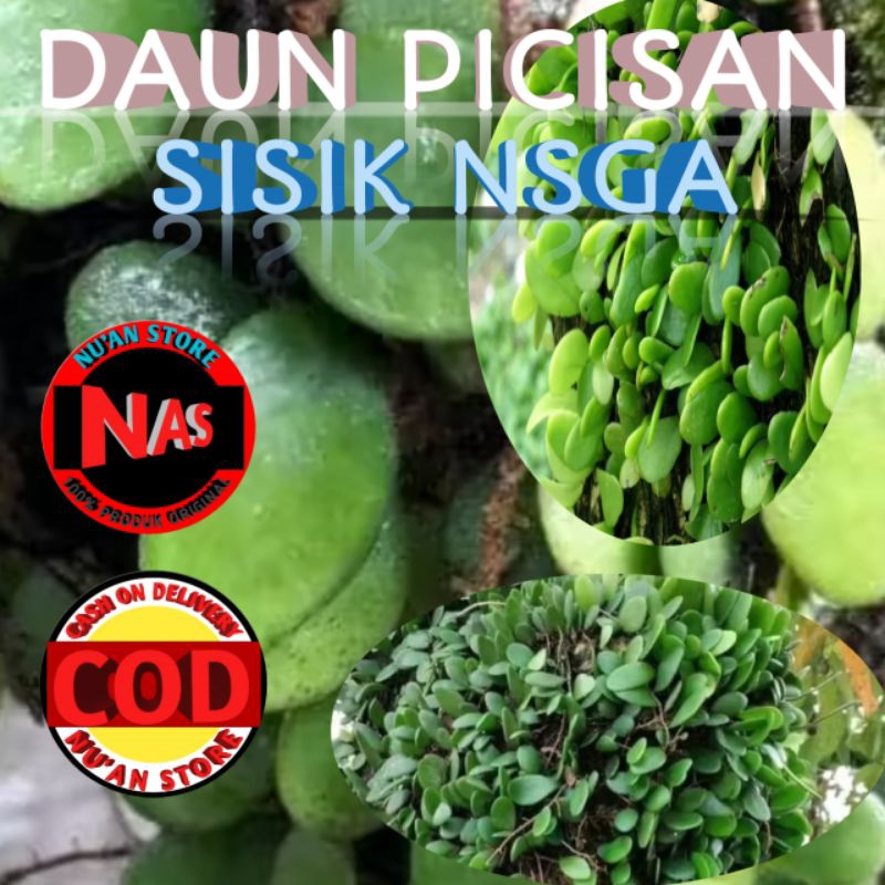 

DAUN PICISAN ATAU SISIK NAGA Kemasan 250grm